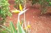 Bird of Paradise flower
