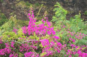 Bougenvilla image