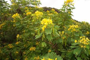 Scrambled egg tree image