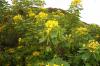 Scrambled egg tree