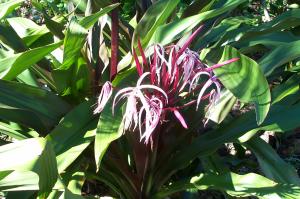 Spider lily image
