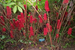 Indonesian Ginger image