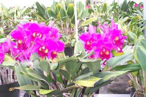 Orchid nursery image