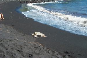 Turtle on the beach image