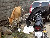 Cows in the street in Shivaji Nagar