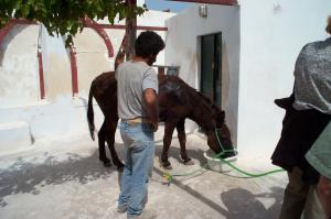 Donkey Taxi image