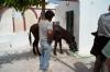 Donkey Taxi