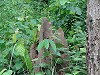 Termite Mound