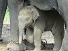 Baby elephant with mother