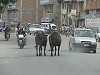 Cows walking down the street
