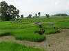 Workers in a rice field