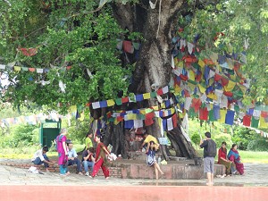 Flags hanging on a tree image
