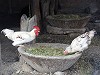 Chickens eating from a stone bowl