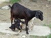 Mother goat and kids
