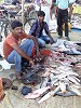 Selling fish